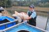 Koi Hunting of Danny's koi caf november 2008 - Sakai fish farm harvest in mud pond 1  41 