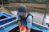 Koi Hunting of Danny's koi caf november 2008 - Sakai fish farm harvest in mud pond 1  51 