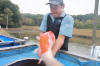 Koi Hunting of Danny's koi caf november 2008 - Sakai fish farm harvest in mud pond 2  3 