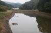 Koi Hunting of Danny's koi caf november 2008 - Sakai fish farm harvest in mud pond 2  12 