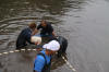 Koi Hunting of Danny's koi caf november 2008 - Sakai fish farm harvest in mud pond 2  16 