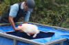 Koi Hunting of Danny's koi caf november 2008 - Sakai fish farm harvest in mud pond 2  22 