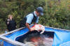 Koi Hunting of Danny's koi caf november 2008 - Sakai fish farm harvest in mud pond 2  27 