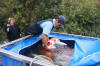 Koi Hunting of Danny's koi caf november 2008 - Sakai fish farm harvest in mud pond 2  28 