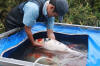 Koi Hunting of Danny's koi caf november 2008 - Sakai fish farm harvest in mud pond 2  30 