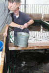 Koi Hunting of Danny's koi caf november 2008 - Sakai fish farm harvest in mud pond 2  32 