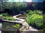 Le jardin aquatique de rêve du Condroz - Printemps 2003  5 