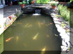 Le jardin aquatique de rêve du Condroz - Printemps 2003  4 