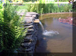 Le jardin aquatique de rêve du Condroz - Printemps 2003  6 