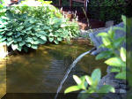 Le jardin aquatique de rêve du Condroz - Printemps 2003  9 