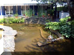 Le jardin aquatique de rêve du Condroz - Printemps 2003  8 