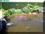 Le jardin aquatique de rêve du Condroz - Printemps 2003  10 