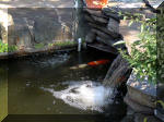Le jardin aquatique de rêve du Condroz - Printemps 2003  14 
