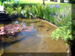 Le jardin aquatique de rêve du Condroz - Printemps 2003  15 