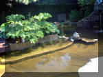 Le jardin aquatique de rêve du Condroz - Printemps 2003  18 