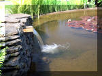 Le jardin aquatique de rêve du Condroz - Printemps 2003  21 