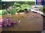 Le jardin aquatique de rêve du Condroz - Printemps 2003  25 