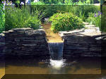 Le jardin aquatique de rêve du Condroz - Printemps 2003  26 