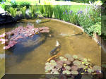 Le jardin aquatique de rêve du Condroz - Printemps 2003  27 