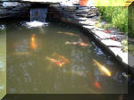 Le jardin aquatique de rêve du Condroz - Printemps 2003  29 