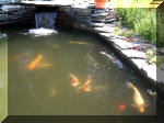 Le jardin aquatique de rêve du Condroz - Printemps 2003  30 