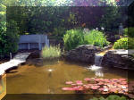 Le jardin aquatique de rêve du Condroz - Printemps 2003  36 