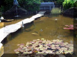 Le jardin aquatique de rêve du Condroz - Printemps 2003  37 