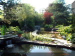 Le jardin aquatique de rêve du Condroz - Printemps 2003 2  45 