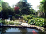 Le jardin aquatique de rêve du Condroz - Printemps 2003 2  39 