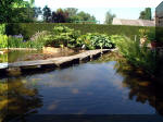 Le jardin aquatique de rêve du Condroz - Printemps 2003 2  41 