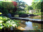 Le jardin aquatique de rêve du Condroz - Printemps 2003 2  31 