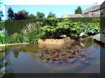 Le jardin aquatique de rêve du Condroz - Printemps 2003 2  16 