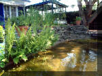 Le jardin aquatique de rêve du Condroz - Printemps 2003 2  14 