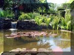 Le jardin aquatique de rêve du Condroz - Printemps 2003 2  11 