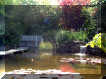 Le jardin aquatique de rêve du Condroz - Printemps 2003 2  7 