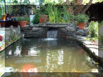 Le jardin aquatique de rêve du Condroz - Printemps 2003 2  8 