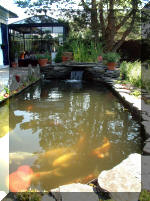 Le jardin aquatique de rêve du Condroz - Printemps 2003 2  9 