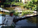 Le jardin aquatique de rêve du Condroz - Printemps 2003 2  42 