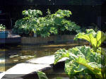 Le jardin aquatique de rêve du Condroz - Printemps 2003 3  4 