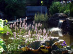 Le jardin aquatique de rêve du Condroz - Printemps 2003 3  8 