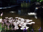 Le jardin aquatique de rêve du Condroz - Printemps 2003 3  7 