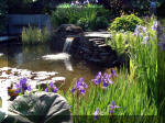 Le jardin aquatique de rêve du Condroz - Printemps 2003 3  12 
