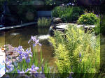 Le jardin aquatique de rêve du Condroz - Printemps 2003 3  17 