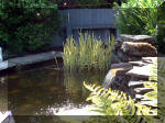 Le jardin aquatique de rêve du Condroz - Printemps 2003 3  20 
