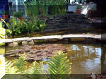 Le jardin aquatique de rêve du Condroz - Printemps 2003 3  19 