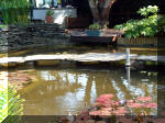 Le jardin aquatique de rêve du Condroz - Printemps 2003 3  21 