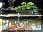 Le jardin aquatique de rêve du Condroz - Printemps 2003 3  22 