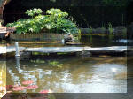 Le jardin aquatique de rêve du Condroz - Printemps 2003 3  30 