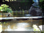 Le jardin aquatique de rêve du Condroz - Printemps 2003 3  26 