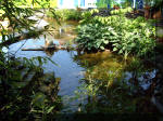 Le jardin aquatique de rêve du Condroz - Printemps 2003 3  43 